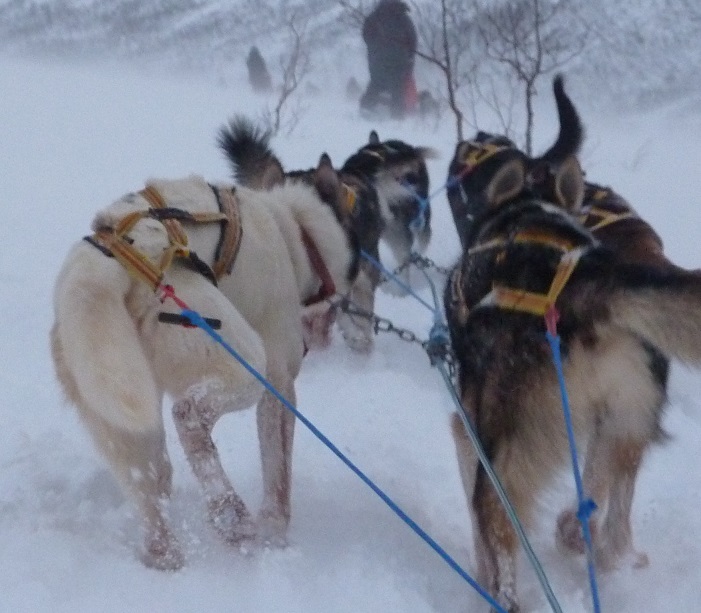 Huskies pulling the sled