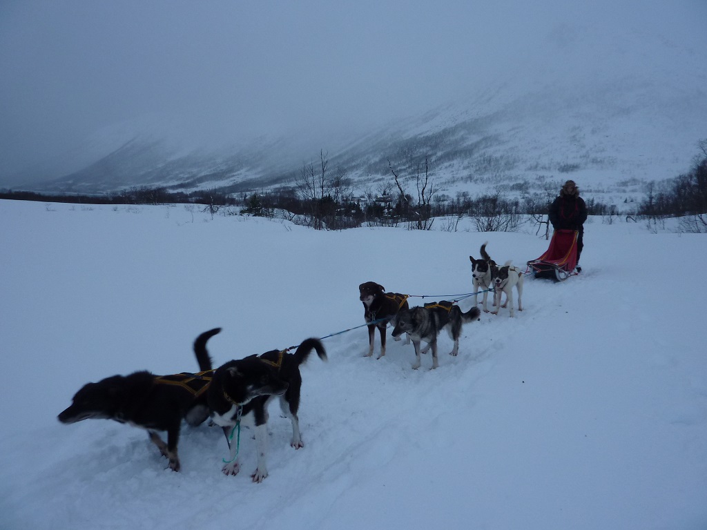 Landscape shot with dog-sled in Tromso... I'm ready for a kebab!