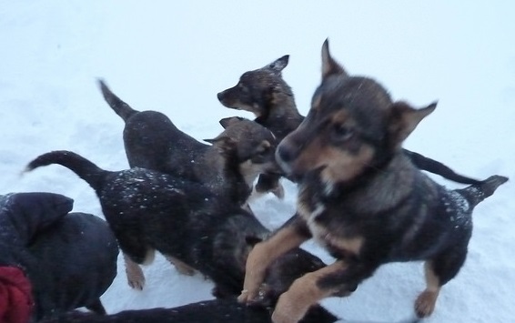 Puppy Power with husky puppies in tromso