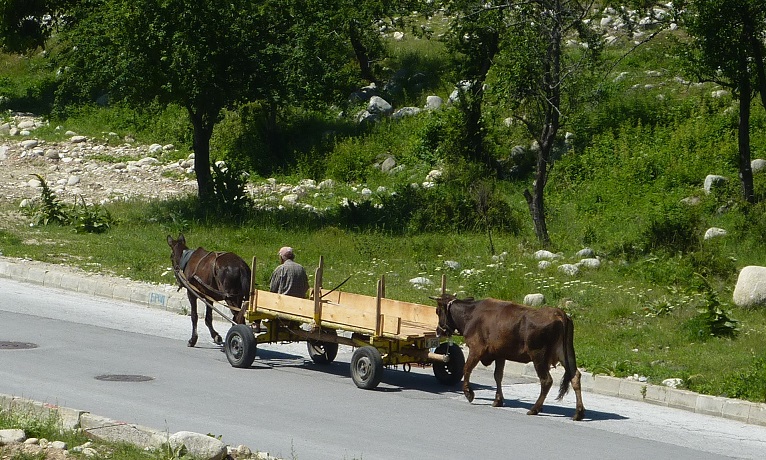 Local Bulgarian out walking the cow