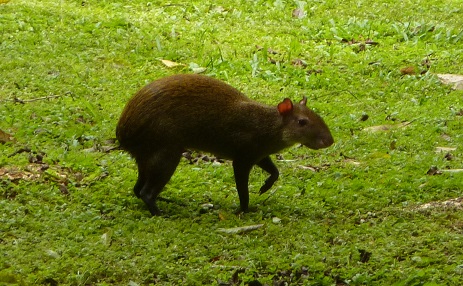 Agouti sniffing out a kebab