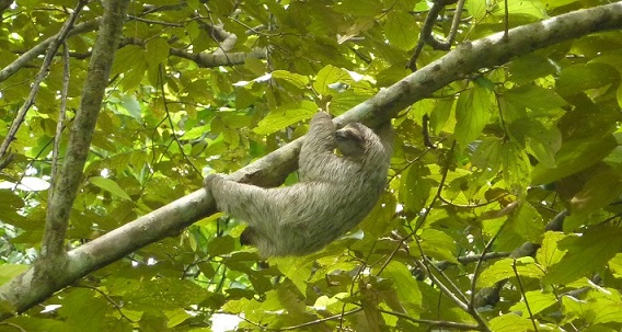 Sloth in Panamanian rainforest, not far from a kebab
