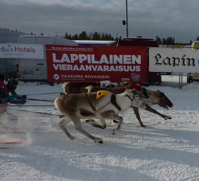 Reindeer racing Poro Cup kebab eating reindeer