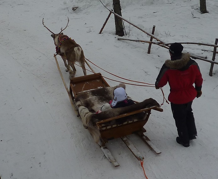 Reindeer taking tourists around prior to becoming kebabs